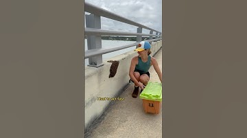 Emergency call to save Bee bees on the bridge!
