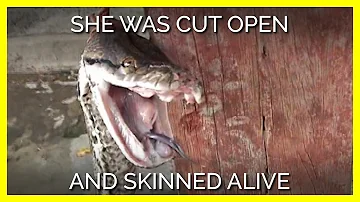 Do the Chinese skin animals alive?