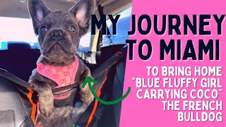 Exotics In Fluffy Girl