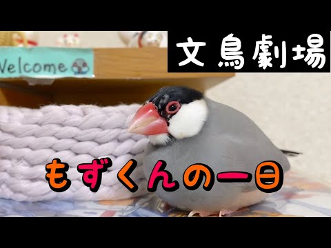 【爆笑】文鳥劇場　もずくんの一日　#211