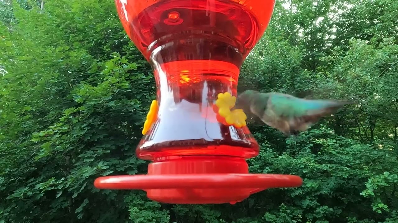 Hummingbird in 4K @ 120 FPS