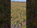 #flower field at Fancy Farms in Lakeland, Florida