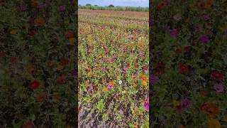 #flower field at Fancy Farms in Lakeland, Florida