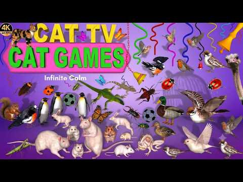 CAT TV 4K 60FPS | Ultimate Cat Games for Cats to Watch 😻 8 Hours of Rats, Birds, Lizards & Fun |