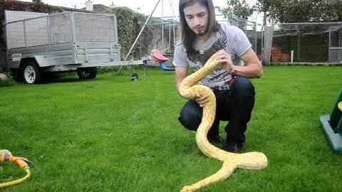 albino female burmese python 1 of 3, (the small one) buterscotch