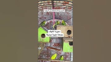 #سورة_الكهف #قرآن #المصحف #عبدالباسط_عبدالصمد #مصر #العراق #اكسبلور #طيور #quran #birds #budgies