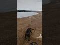 Dog Attack while Detecting !