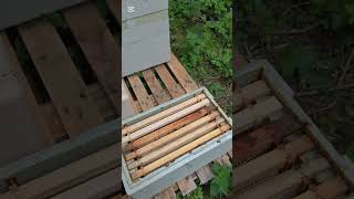 The Magic of Honeycomb | New Split Nuc Awaiting a Virgin Queen 🐝🍯