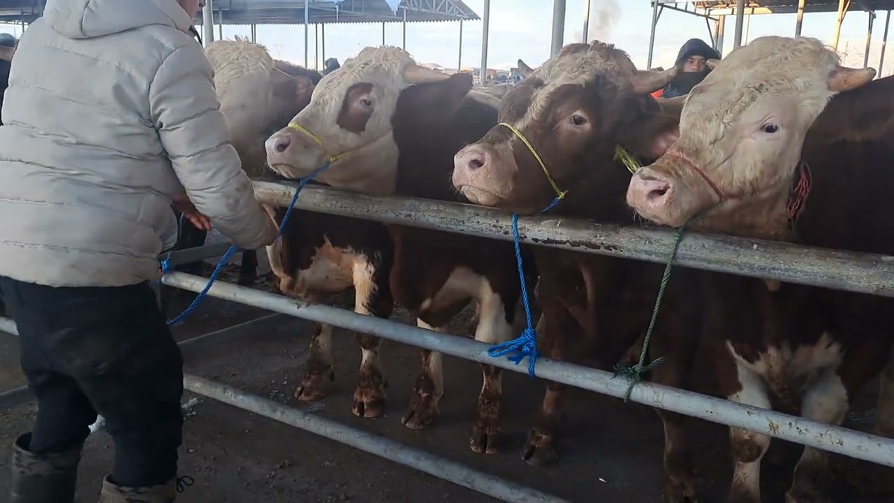 10.01.2026 Sivas Şarkışla hayvan Pazari beğeni yapmayı unuttumayalim teşekkürler 