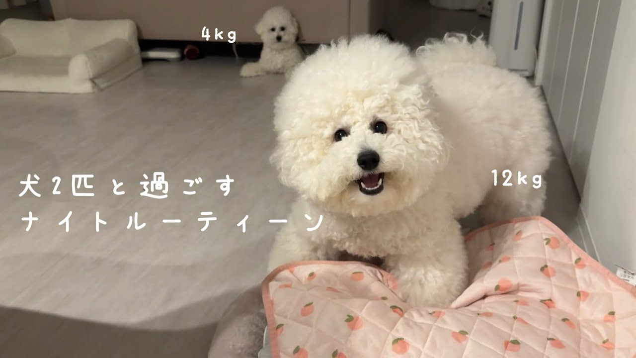 12kgと4kgの犬2匹と過ごすナイトルーティーン🌙