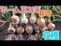 ホーム玉ねぎ栽培④ 収穫　2025年