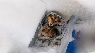 Stray Dog Collapsed In The Snow, Trembling Waiting For Help by The DoCa 1,025 views 1 month ago 1 minute, 22 seconds