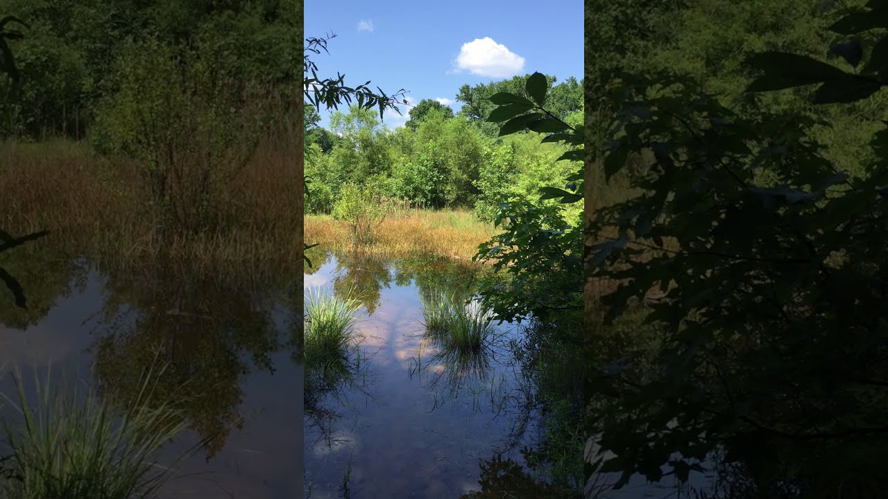 amphibians nedir Animal Encounters at Marshy Point: Sounds of the Marsh