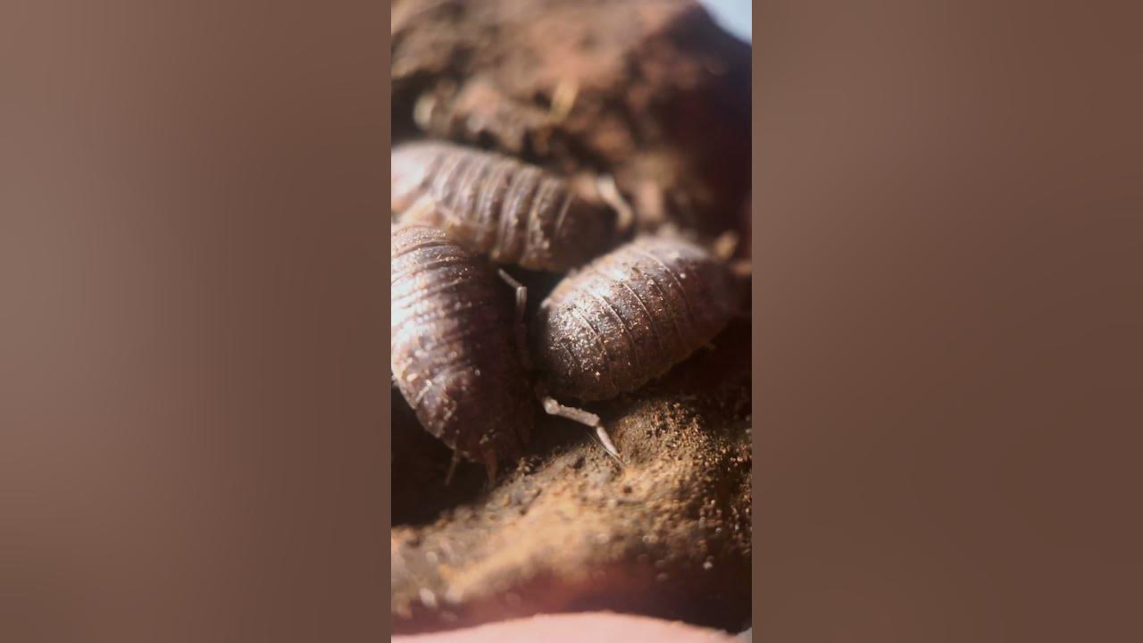 giant-canyon-isopods-eat-the-poop-so-we-don-t-step-in-it-thank-you