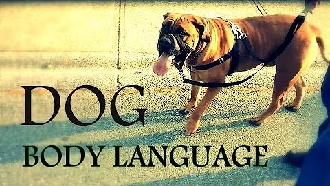 Understanding Dog Body Language - Learn how to read dogs behavior better - DayDayNews