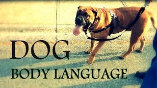 Understanding Dog Body Language  Learn how to read dogs behavior better