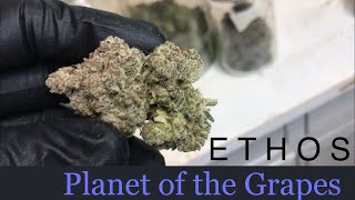 Harvest Update - Planet of the Grapes - ETHOS Genetics