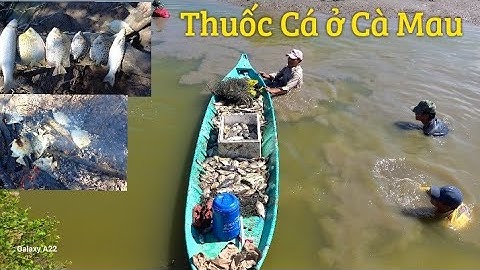 Trải nghiệm thuốc cá vuông ở Cà Mau miền tây @danqueCaMau5005