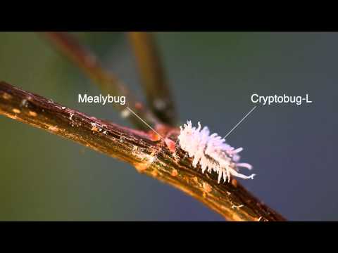 Vídeo: Què és un Mealybug Destroyer - Mealybug Destroyer Beetles In Gardens