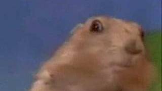Hamster - Mirada Asesina! killer time! Chipmunk Face