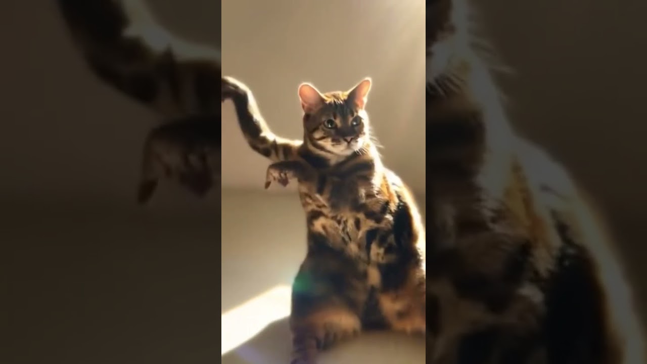 #funny #memeclip #funnymemes #cat #dankememes #funnypictures #memehub #youtubeshorts #eurovision