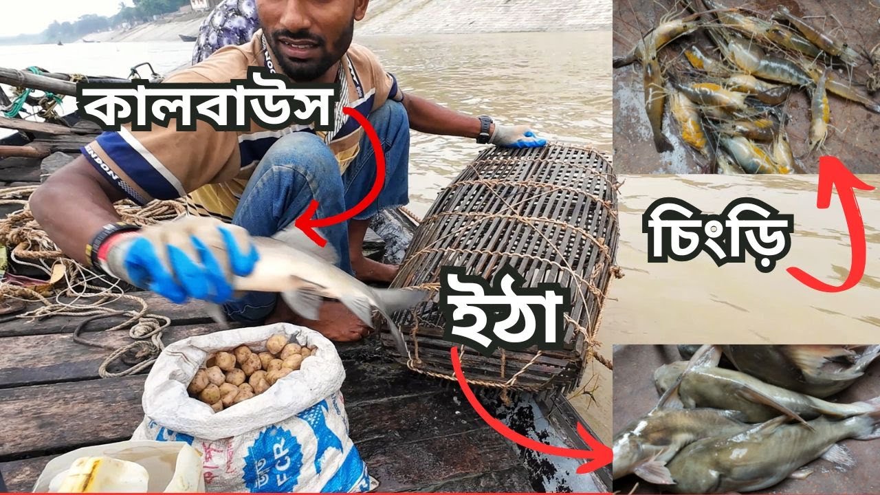 আজকে কালবাউস, ইঠা, চিংড়ি  মাছ পেলাম | মাছ দেখে মাঝি অবাক 😱🐟 | Padma River Fishing #viralvideo