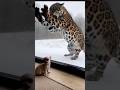 Brave Cat Saves The Day ! #cat #dog #rescue #brave #trap #wildrescue #animal #shortsvideo