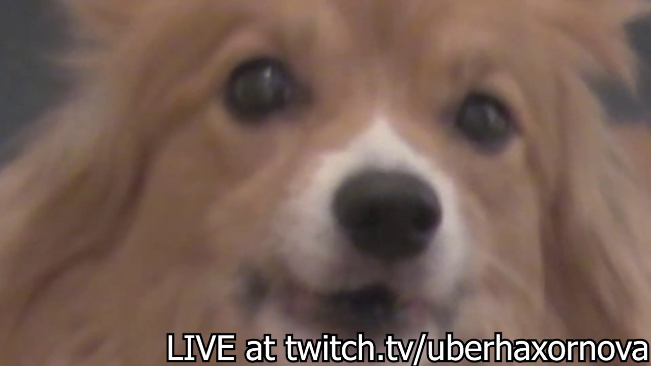 Bob - Dog video from UberHaxorNova.