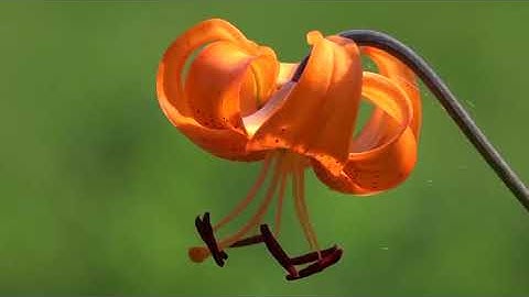 سورة الكهف بصوت القارئ عبد الله الكندري