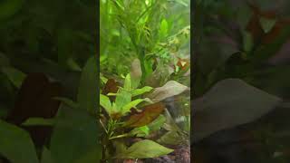 Transform Every 2 Weeks