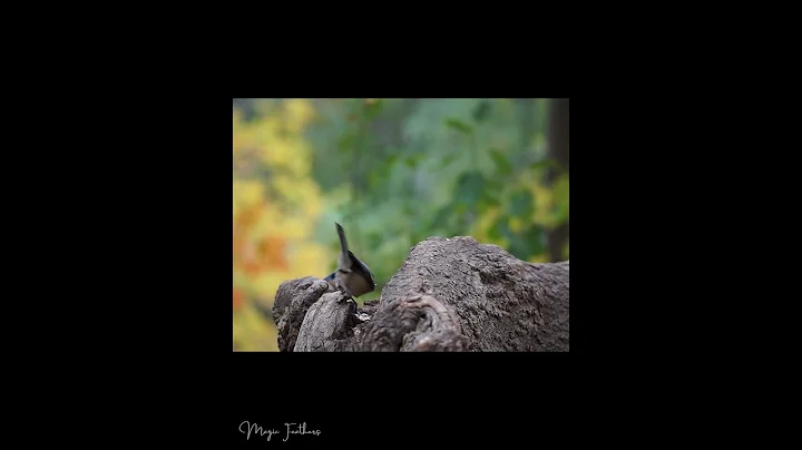 Video 5651291: canadian forest, cats dogs