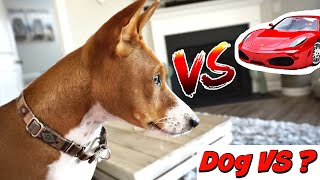 Funny Basenji Dog VS Racing Car Gone Wrong