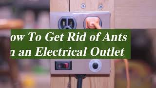How to Get Rid of Ants in an Electrical Outlet } The Pests Control Network