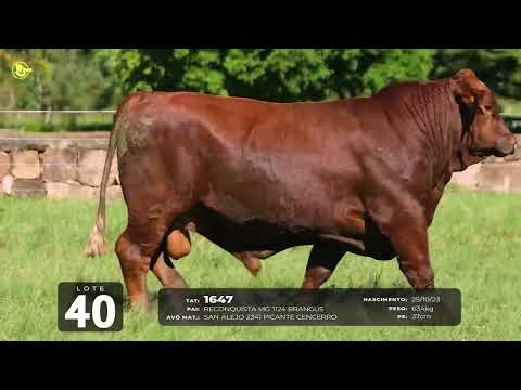 LOTE 40   TAT 1647 M Red Brangus