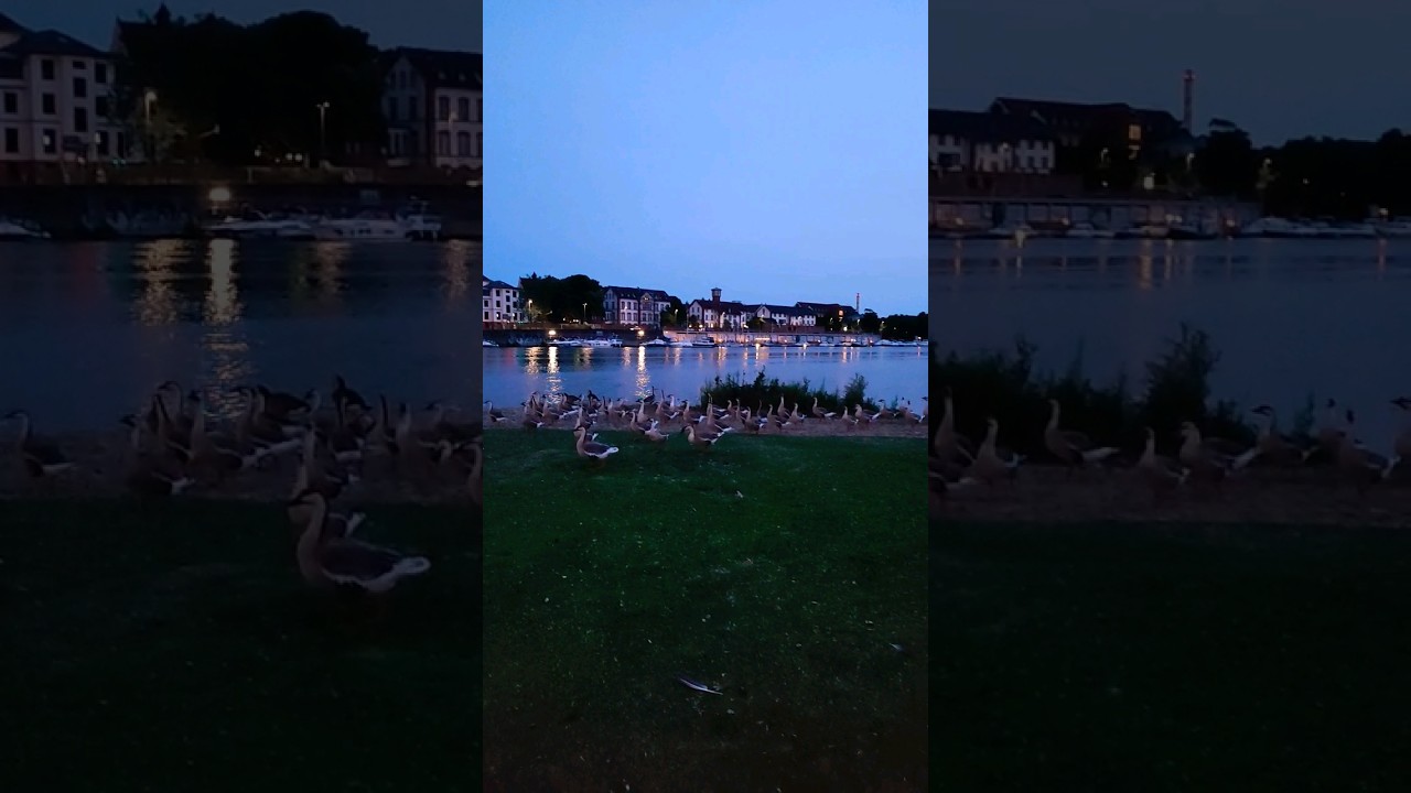 Heidelberg Neckarwiese! Riverside Neckar! Beautiful evening! 