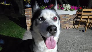 A Balto tenemos que quitarle el ojo pero...