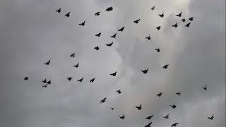 николаевские голуби