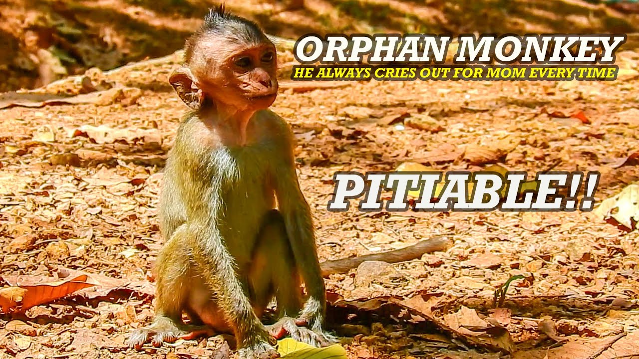 Pitiable orphan monkey Dustin always cries out and looks for his mom all the time even the mom died