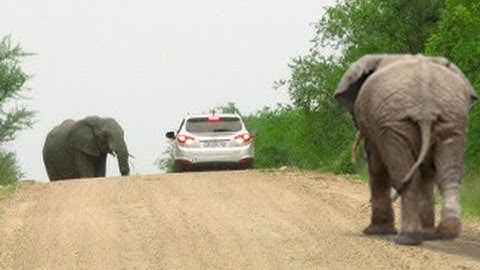 Stuck Between 2 Elephants in Musth