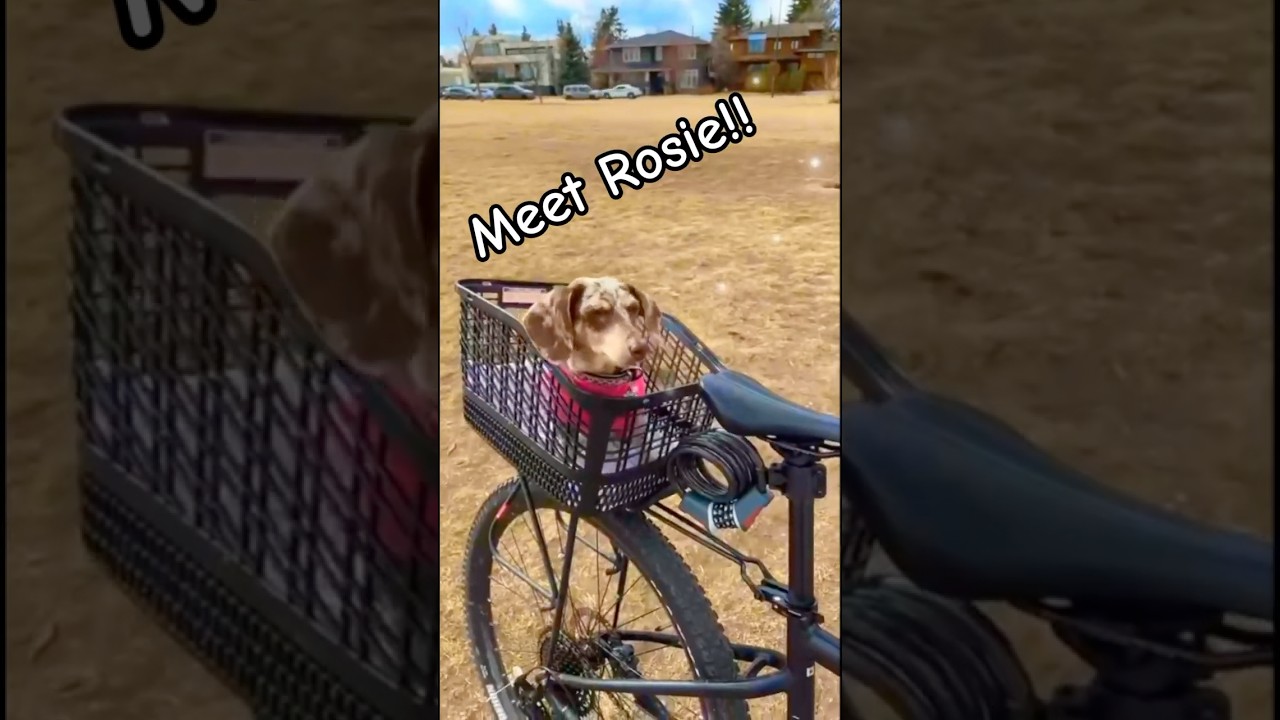 Meet Rosie! #dogs #funnyanimals #dogvideos #funny #funnydogs #puppy #doggielife #barkbox #dogtalk