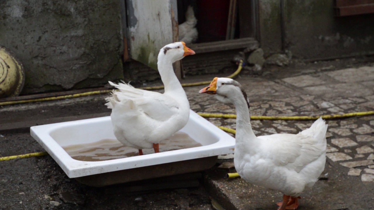 Купание домашних гусей - YouTube