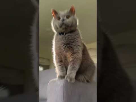 This Cat Rules Like Mufasa! 🦁 Epic Feline Vibes! #cat #shorts #story