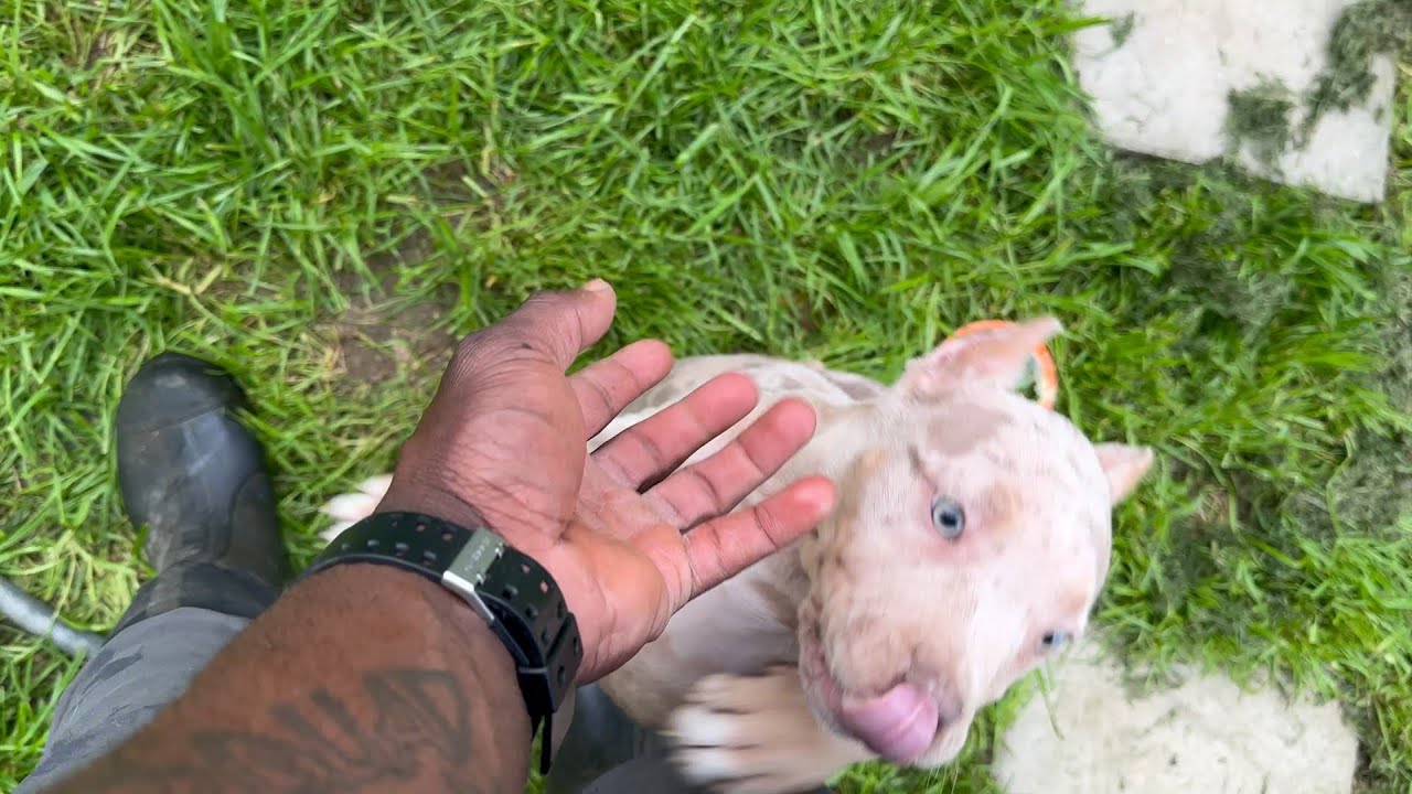 ❤️ Our New XL Female American Bully Has Arrived 😍