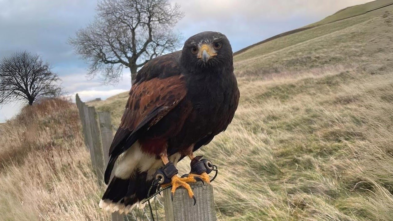 Male Harris Hawk and Male Goshawk Hunting Rabbits! Hunting in Scotland!