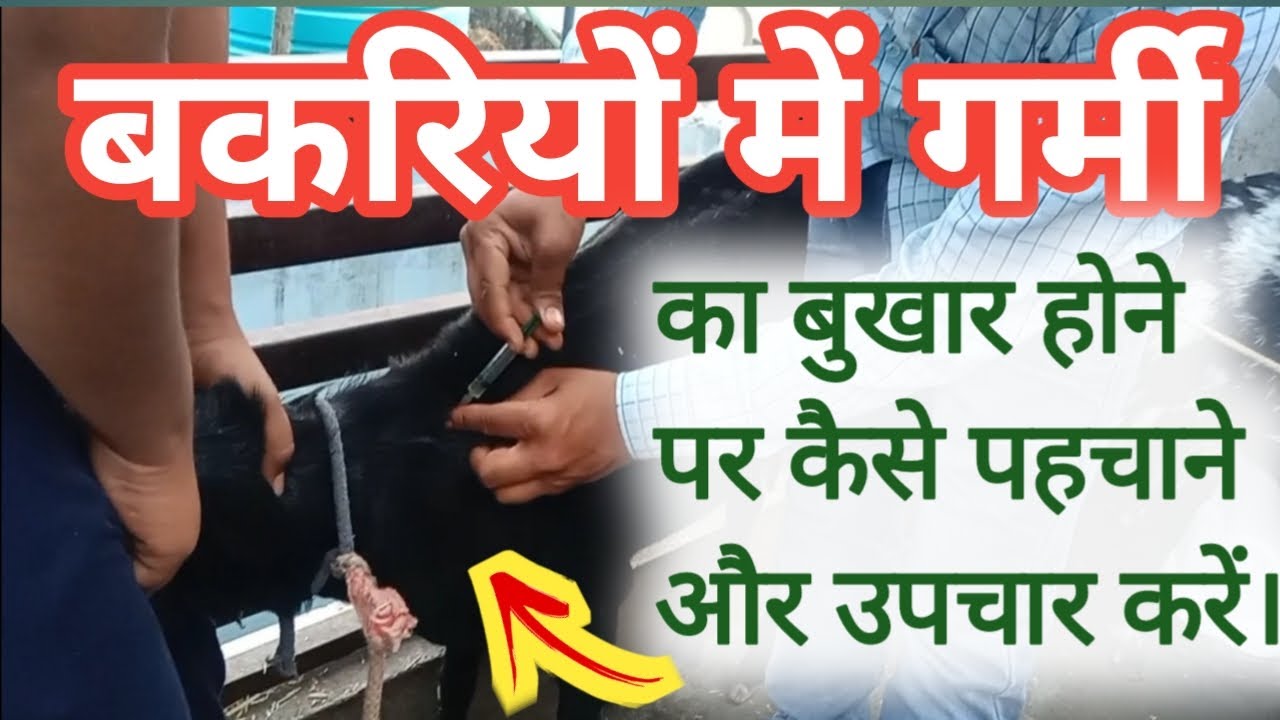 Heat stress , Heat stroke in Goat ll बकरियों में गर्मी का बुखार होने पर पहचान व इलाज कैसे करें Heat stress , Heat stroke in Goat ll बकरियों में गर्मी का बुखार होने पर पहचान व इलाज कैसे करें