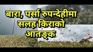 Locust swarm enters Nepal | Salaha keera nepal ma | Rupandehi, bara, Parsa