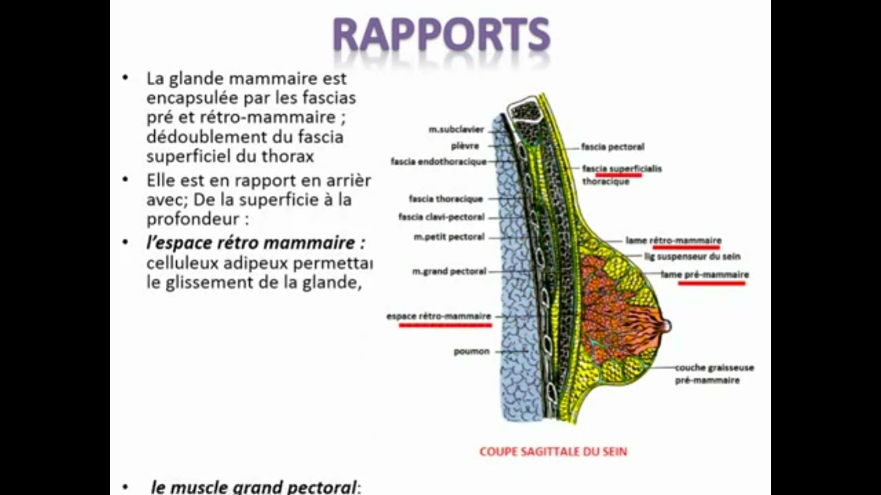 ANATOMIE LE SEIN YouTube — free download