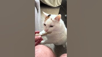 🐾 The Catnip Joint Your Kitty Needs! | Meowijuana King Catnibas® J 🌿