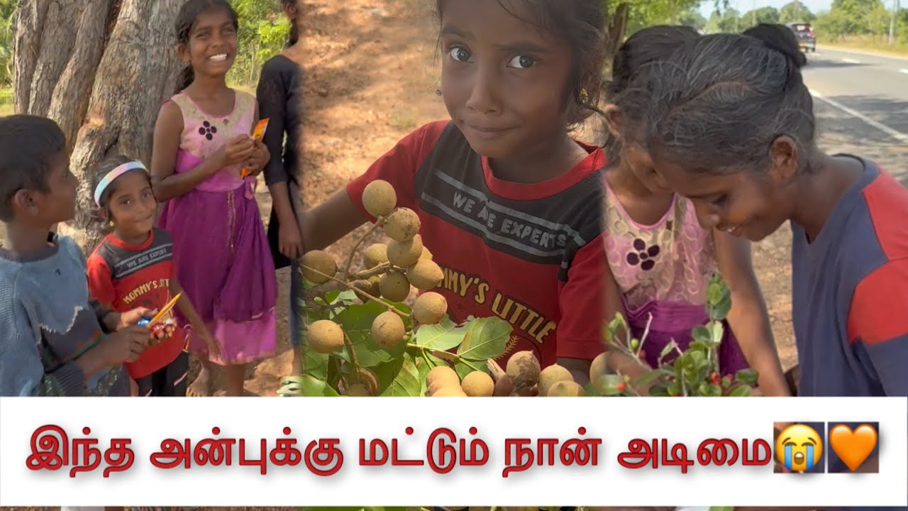 கூழாம்பழம் பார்த்திருக்கிறீர்களா?  #minivlog #jaffna #batticaloa #tamil #tamilvlog