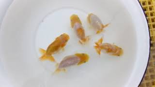 DSCF7015